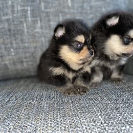 Pomeranian Puppies from Frensace Kennel