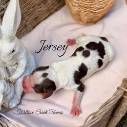 Jersey - Liver white and tan male English Springer Spaniel puppy in Uvalda, Georgia from Willow Creek Farms