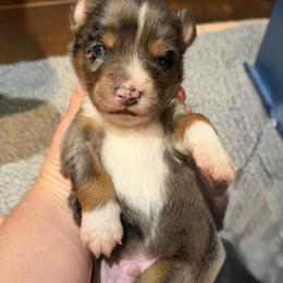 Reef - Blue merle male Miniature American Shepherd puppy in New Mexico from Von Südwest German Shepherds and Mosaic Mini American Shepherds