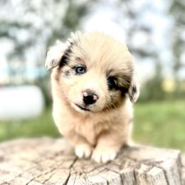 Frappe - Blue merle and white female American Corgi puppy in Bayard, Nebraska from Puppies by Alies