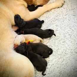 Skipper - Chocolate male Labrador Retriever puppy in California from High Quality Labrador Retrievers and French Bulldogs