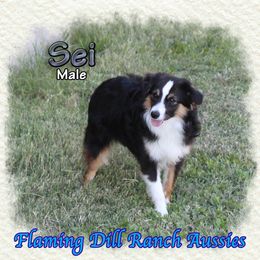 Sei - Black tri male Toy Australian Shepherd puppy in Forestburg, Texas from Flaming Dill Ranch Aussies