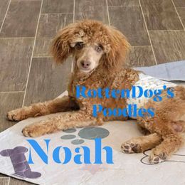 Noah - Poodle