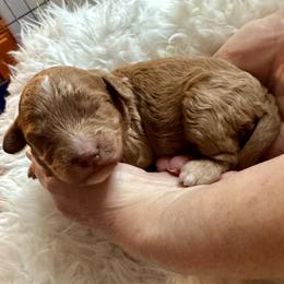 Cookie - Red female Cavapoo puppy in Liberty Hill, Texas from Cuddlebug Cavapoos of Austin