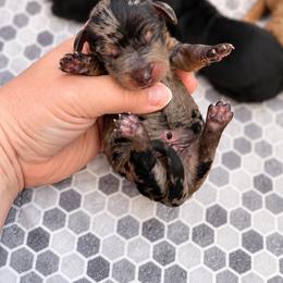 Hex - Dapple male Dachshund puppy in Riverton, Wyoming from Wild Rose Ridge Doxies