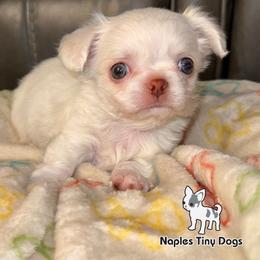 Linus - Cream and white male Chihuahua puppy in Naples, Florida from Naples Tiny Dogs