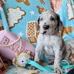 Great Dane Puppies from Split Rock Danes