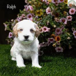 Ralph - Apricot male Australian Labradoodle puppy in Cashmere, Washington from Mountain Home Doodles