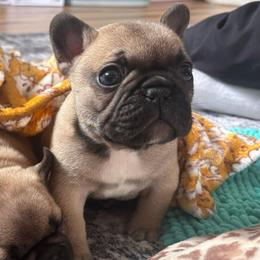 Roman - Fawn male French Bulldog puppy in Pittsburgh, Pennsylvania from Muddy Creek Frenchies