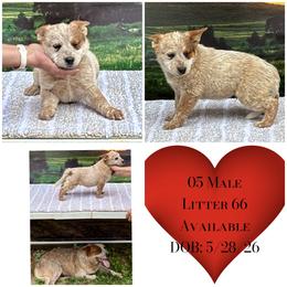 L66-05 - Red mottled male Australian Cattle Dog puppy in Sheridan, Oregon from 6pk Cattledogs