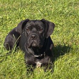 Cane Corso puppies from Cessna Cane Corso