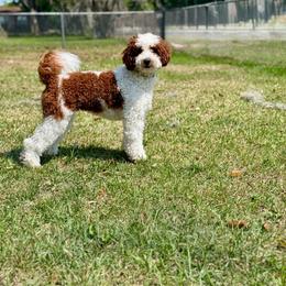 Posie - Goldendoodle