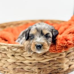 Ford - male Australian Mountain Doodle puppy in Sharpsburg, Georgia from Steindoodles