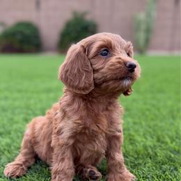 Hazel - Red  female Goldendoodle puppy in Phoenix, Arizona from Doodles of the Desert