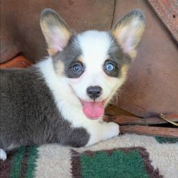 Sookie St James - Blue female Pembroke Welsh Corgi puppy in Paden, Oklahoma from Sunray Ranch