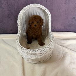 Jamie(AKC) - Red  female Poodle puppy in Moreno Valley, California from Yanni's Poodle