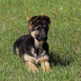 Mocha - Black and tan German Shepherd puppy in Crockett, Texas from Classic German Shepherds