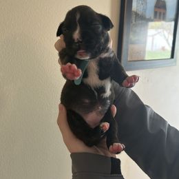 Girl 5 - Brindle Boxer puppy in Crothersville, Indiana from Wilson Family Boxers