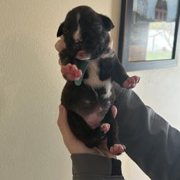 Girl 5 - Brindle Boxer puppy in Crothersville, Indiana from Wilson Family Boxers