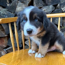 Cider - Black tri-color male Australian Shepherd puppy in Hillsboro, Oregon from Delaney's Australian Shepherds