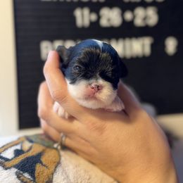 Peppermint - Parti female Lhasa Apso puppy in Middleburgh, New York from Top Knotch