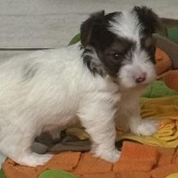 Zulla AKC - Chocolate, tan and white female Yorkshire Terrier puppy in Labelle, Florida from Chocolate and Parti Yorkies in Florida