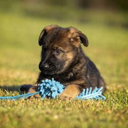 German Shepherd Puppies from Sommerfeld German Shepherds