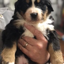 Bernese Mountain Dog Puppies from Humble Hearts Bernese