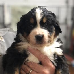 Bernese Mountain Dog Puppies from Humble Hearts Bernese