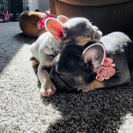 French Bulldog Puppies from MadCity Frenchies