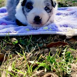 Athena - Blue merle female Australian Shepherd puppy in Mineral Wells, Texas from A6 Australian Shepards