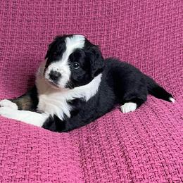Black Tri Male - Black tri male Miniature Australian Shepherd puppy in Taunton, Massachusetts from Checkered Flag Champions Mini Aussies