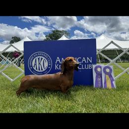 Dachshund All Grown Up from Hotdawgz standard AKC dachshunds