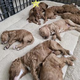 Goldendoodle and Labrador Retriever Puppies from Sagebrush Labradors and Doodles