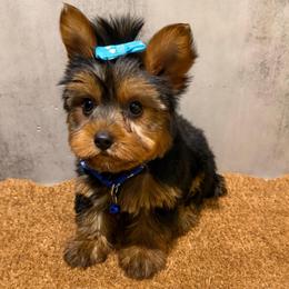 Zay - Black and gold male Yorkshire Terrier puppy in Maple Heights, Ohio from Yorkiesllc