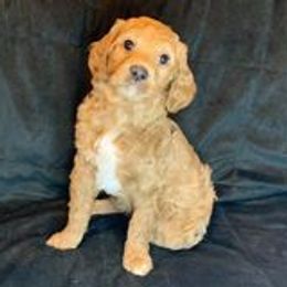 Goldendoodles from Idaho Gem Doodles