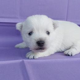 Purple Girl - White female West Highland White Terrier puppy in Macy, Indiana from Country Grove Breeding LLC