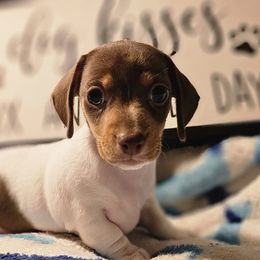 Dachshund Puppies from Dachhalla Dachshunds