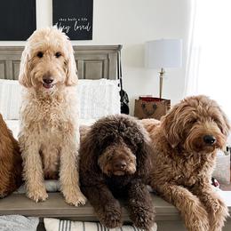 Goldendoodles from Bailey’s Doodles