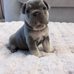 Bella - Tricolors female French Bulldog puppy in North Las Vegas, Nevada from Legacy Luxe Frenchies