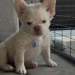 Mellow - Cream male French Bulldog puppy in Peoria, Arizona from A Quality French Bulldogs AZ