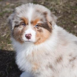 Trentino - Red merle male Australian Shepherd puppy in Easton, Missouri from MMA Kennel