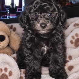 Genie - Black male Shihpoo puppy in Hertford, North Carolina from Heaven Sent Shihpoo's