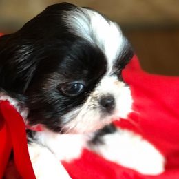 Shih Tzus from Sunnybrook Shih Tzu