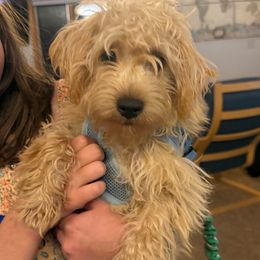 Moto Moto - Cream male Assorted Doodle Crosses puppy in River Falls, Wisconsin from Dottie's Doodles
