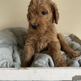 Double Doodle, Goldendoodle, Labradoodle, and Poodle Puppies from Amore Doodles & Poodles