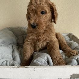 Double Doodle, Goldendoodle, Labradoodle, and Poodle Puppies from Amore Doodles & Poodles