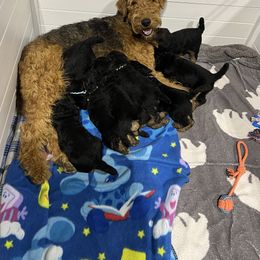 Airedale Terrier Puppies from Royal Aire Kennel