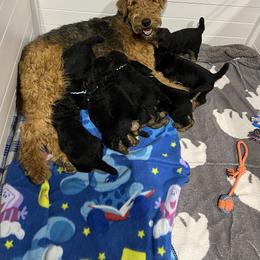 Airedale Terrier Puppies from Royal Aire Kennel
