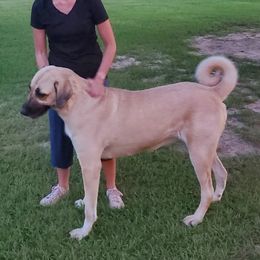 JULIET - Kangal
